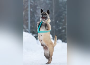 Freundliche Juta sucht ihre Menschen