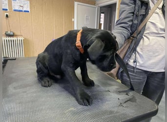 Dömper, kleiner Bully Mix freut sich auf dich