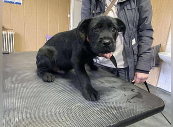 Dömper, kleiner Bully Mix freut sich auf dich