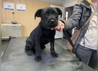 Dömper, kleiner Bully Mix freut sich auf dich