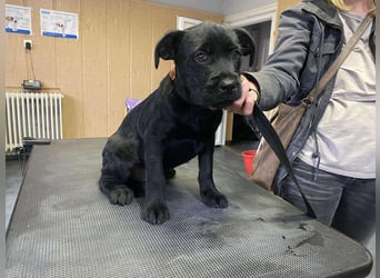 Dömper, kleiner Bully Mix freut sich auf dich