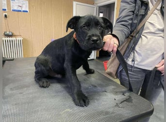 Dömper, kleiner Bully Mix freut sich auf dich