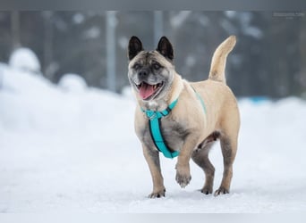 Freundliche Juta sucht ihre Menschen