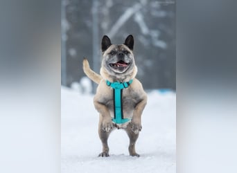 Freundliche Juta sucht ihre Menschen