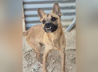 Rocco ,kleiner Clown mit ganz besonderem Charme