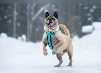 Freundliche Juta sucht ihre Menschen