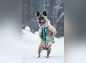 Freundliche Juta sucht ihre Menschen