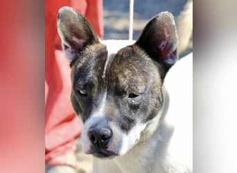 Mark - feundlich verschmust und menschenbezogen / BERIETS IN DEUTSCHLAND