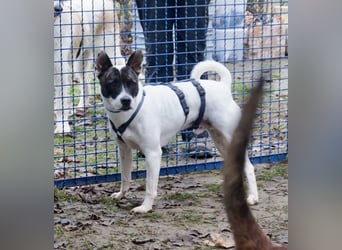 Mark - feundlich verschmust und menschenbezogen / BERIETS IN DEUTSCHLAND