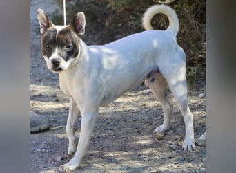 Mark - feundlich verschmust und menschenbezogen / BERIETS IN DEUTSCHLAND