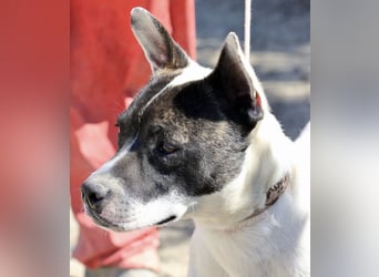 Mark - feundlich verschmust und menschenbezogen / BERIETS IN DEUTSCHLAND