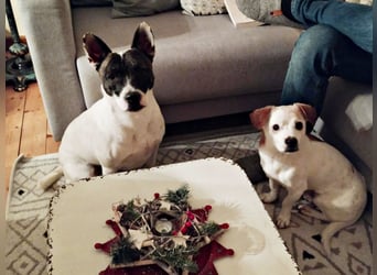 Mark - feundlich verschmust und menschenbezogen / BERIETS IN DEUTSCHLAND