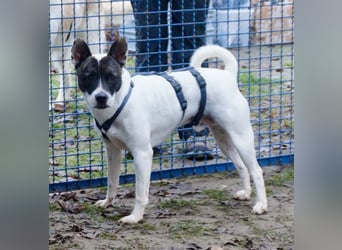 Mark - feundlich verschmust und menschenbezogen / BERIETS IN DEUTSCHLAND