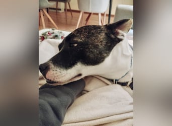 Mark - feundlich verschmust und menschenbezogen / BERIETS IN DEUTSCHLAND