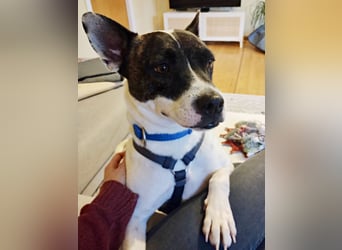 Mark - feundlich verschmust und menschenbezogen / BERIETS IN DEUTSCHLAND