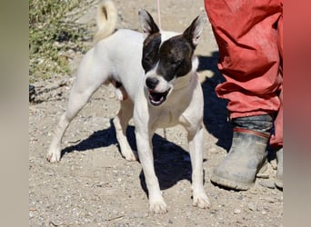 Mark - feundlich verschmust und menschenbezogen / BERIETS IN DEUTSCHLAND