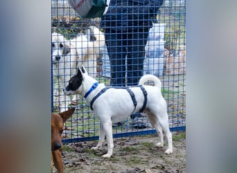 Mark - feundlich verschmust und menschenbezogen / BERIETS IN DEUTSCHLAND