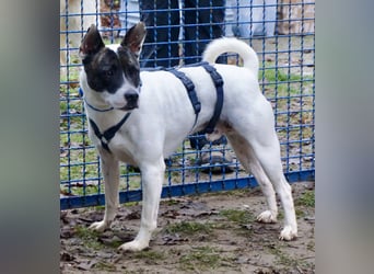 Mark - feundlich verschmust und menschenbezogen / BERIETS IN DEUTSCHLAND