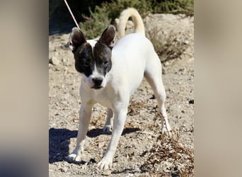 Mark - feundlich verschmust und menschenbezogen / BERIETS IN DEUTSCHLAND