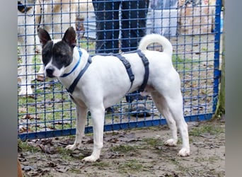 Mark - feundlich verschmust und menschenbezogen / BERIETS IN DEUTSCHLAND