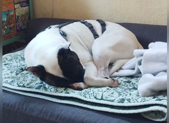 Mark - feundlich verschmust und menschenbezogen / BERIETS IN DEUTSCHLAND