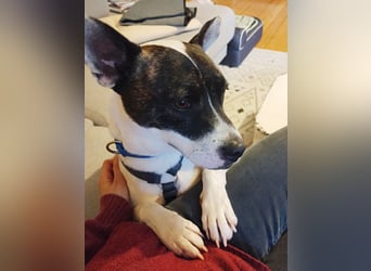 Mark - feundlich verschmust und menschenbezogen / BERIETS IN DEUTSCHLAND