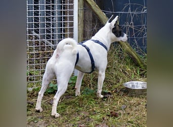 Mark - feundlich verschmust und menschenbezogen / BERIETS IN DEUTSCHLAND