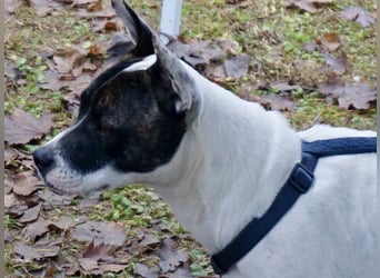 Mark - feundlich verschmust und menschenbezogen / BERIETS IN DEUTSCHLAND