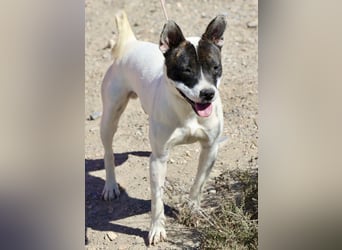 Mark - feundlich verschmust und menschenbezogen / BERIETS IN DEUTSCHLAND