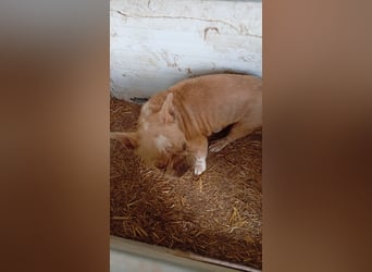 Estelle-PP – kleine Französische Bulldoggen- Dame sucht ihr Glück