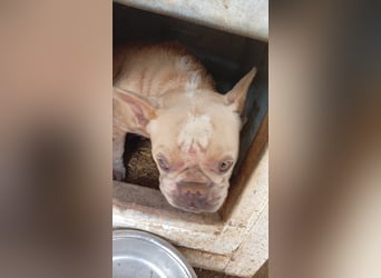 Estelle-PP – kleine Französische Bulldoggen- Dame sucht ihr Glück