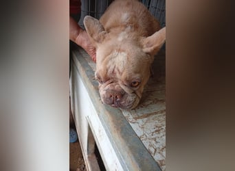 Estelle-PP – kleine Französische Bulldoggen- Dame sucht ihr Glück