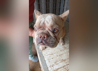 Estelle-PP – kleine Französische Bulldoggen- Dame sucht ihr Glück