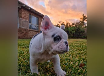 Französische Bulldogge Welpe sucht Körbchen auf Lebenszeit (abgabebereit)