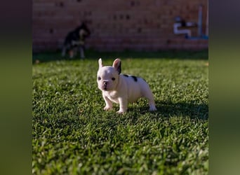 Französische Bulldogge Welpe sucht Körbchen auf Lebenszeit (abgabebereit)
