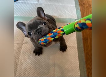 Französische Bulldogge Welpe