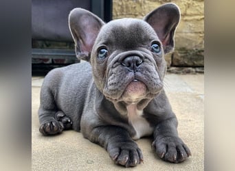 Französische Bulldogge Welpe