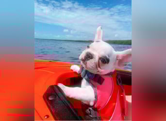 Französische Bulldogge Welpe