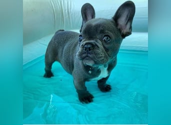 Französische Bulldogge Welpe