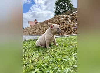 Gesunder Französischer Bulldog Rüde aus seriöser Familienzucht!