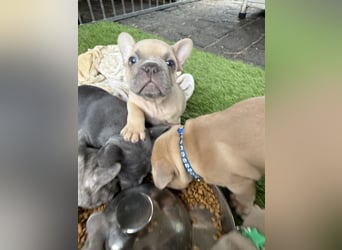 Gesunder Französischer Bulldog Rüde aus seriöser Familienzucht!