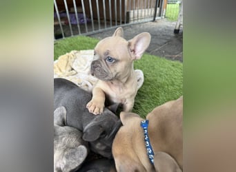 Gesunder Französischer Bulldog Rüde aus seriöser Familienzucht!