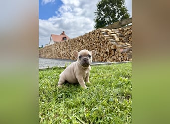 Französische Bulldogge Rüde