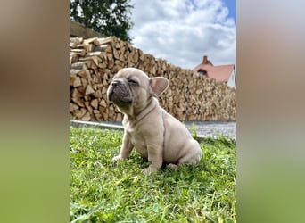 Französische Bulldogge Rüde