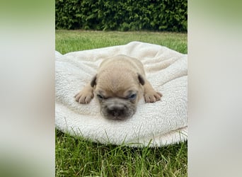Französische Bulldogge Rüde