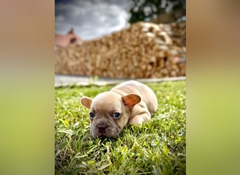 Gesunder Französischer Bulldog Rüde aus seriöser Familienzucht!
