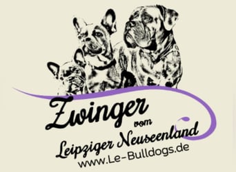 Gesunde Französische Bulldoggen aus seriöser Familienzucht!