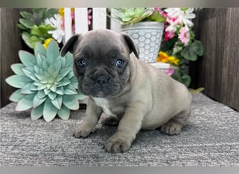 Französische Bulldoggen Welpen kleine Herzensbrecher suchen ihr Zuhause