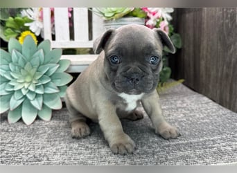 Französische Bulldoggen Welpen kleine Herzensbrecher suchen ihr Zuhause