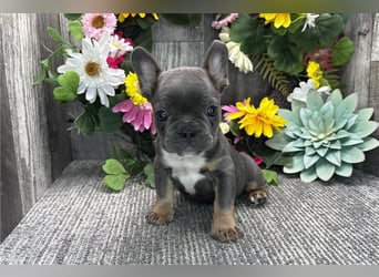 Französische Bulldoggen Welpen suchen ein Zuhause